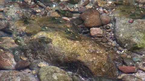 Some tadpoles feed on a rock - Macro - 3 Stock Footage 35949820