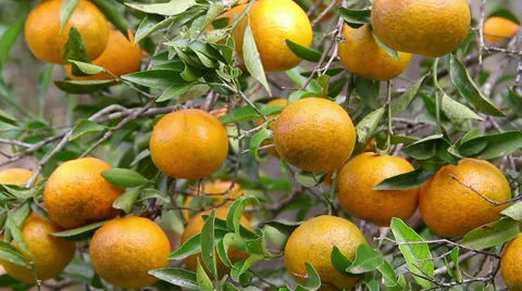 Some tangerine in the tree Video stock 39615739