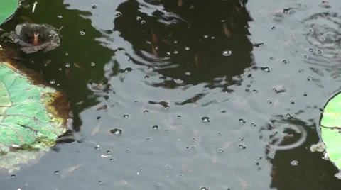 Some tiny fish feed near lotus leaves 動画素材 34028230