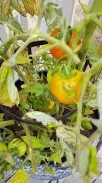 SOME TOMATOES GETTING THEIR GROW ON Fotos Stock