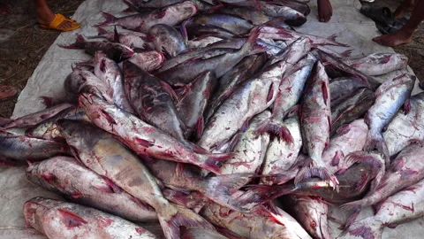 Some traders and workers are measuring some large catfish Stock Footage 318960933
