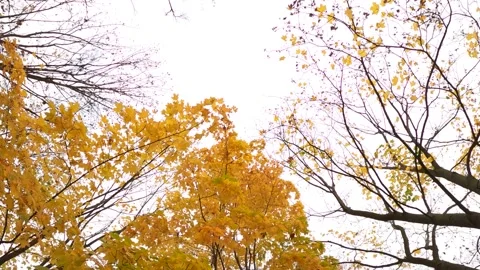 Some tree branches without leaves, other still stay with yellow foliage Stock Footage 149897020
