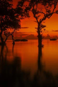 Some tree silhouettes Stock Photos