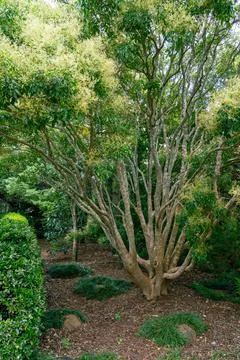 Some of the trees that can be found at the Japanese Gardens Stock Photos
