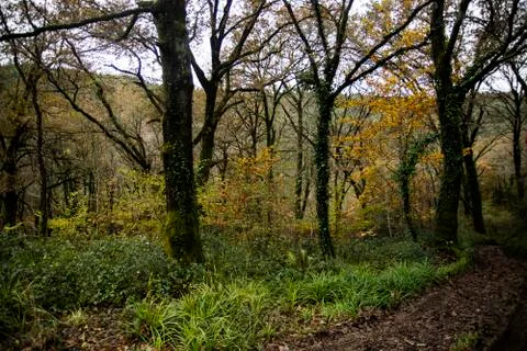 Some trees in a dark wet forest Stock Photos
