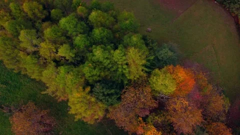 Some trees Video stock 245808709