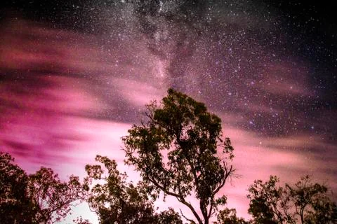 Some trees in front of a starry sky Stock Photos