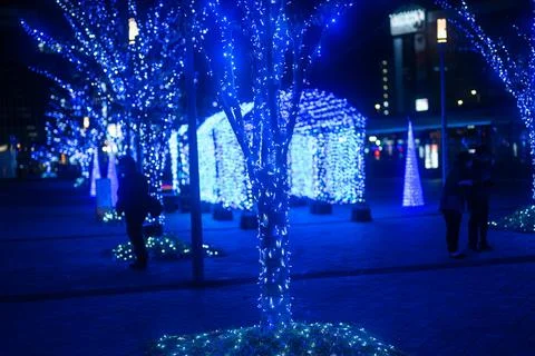 Some trees that have lights on them Stock Photos