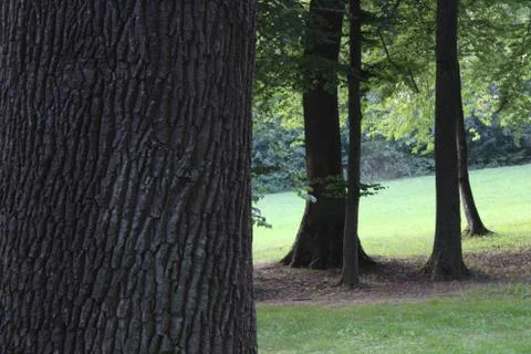 Some trees with a huge tree in the foreground. Stock Photos