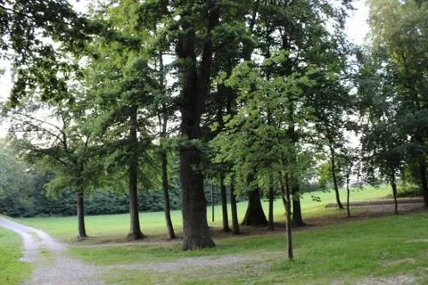 Some trees outside the forest. Stock Photos