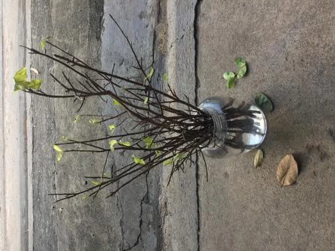 Some trees Stock Photos