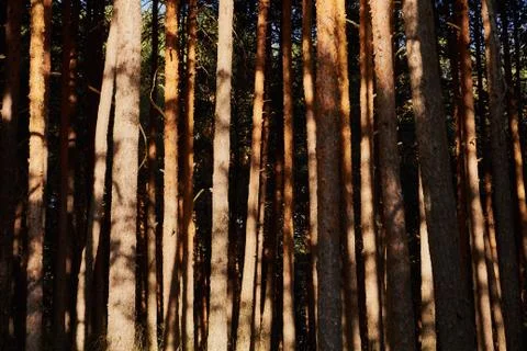 Some trees in the shadows Stock Photos