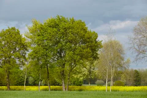 Some trees in the sunlight with a dark sky Stock Photos