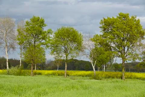 Some trees in the sunlight with a dark sky Stock Photos