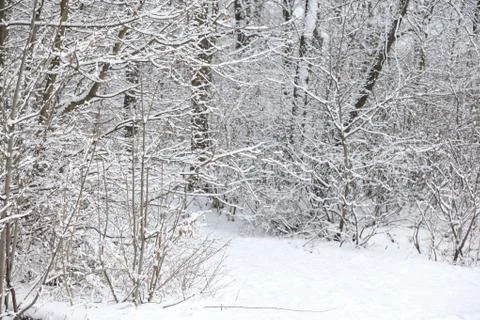 Some trees under the snow Stock Photos