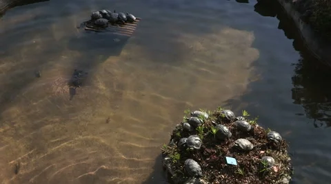 Some turtles on a small raft and the other on a small island in a pond Stock Footage 56831944