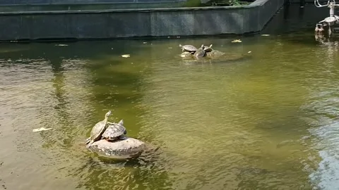 Some turtles sunbathing on rocks in a sunny office garden pool Stock Footage 282952664