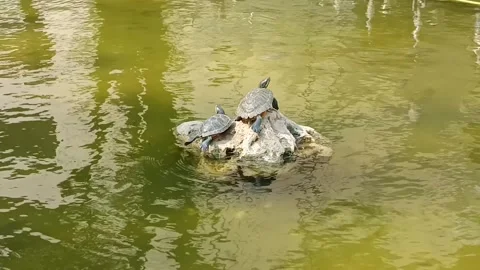 Some turtles sunbathing on rocks in a sunny office garden pool Stock Footage 283506608