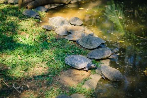 Some turtles tacking a sun bath Stock Photos