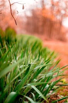 Some type of grass Stock Photos