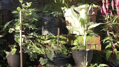 Some types of beautiful flowers exposed to the sun in the afternoon in the yard Stock Footage 185452524