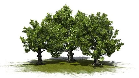 Some various American beech trees on a green area Stock Illustration