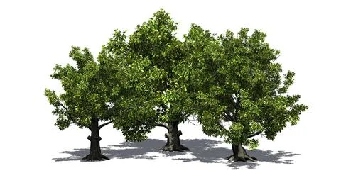 Some various American beech trees with shadow on the floor Stock Illustration