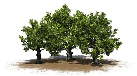 Some various American beech trees on a sand area Illustrazione stock