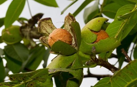 Some walnuts on a tree Stock Photos