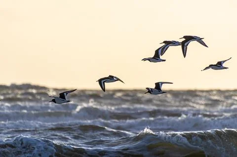 Some water birds fly over the waves in the North Sea in Denmark. background.. 写真素材