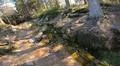 Some water running down sunny coniferous forest of Harz mountains Photo
