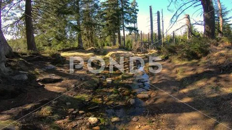 Some water running down sunny coniferous forest of Harz mountains in spring Stock Photos