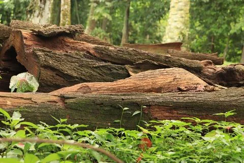 Some weathered logs Stock Photos