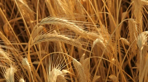 Some wheat golden ears Видео 24968432