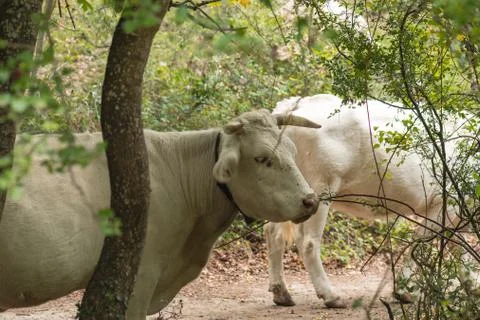 Some white cows grazing inside the forest Stock Photos