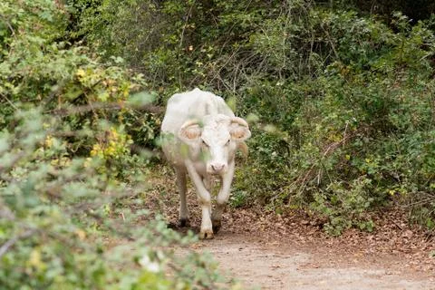 Some white cows grazing inside the forest Foto stock