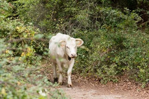 Some white cows grazing inside the forest Stock-Fotos