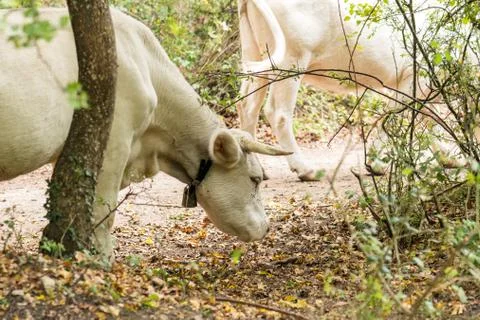 Some white cows grazing inside the forest Stock Photos