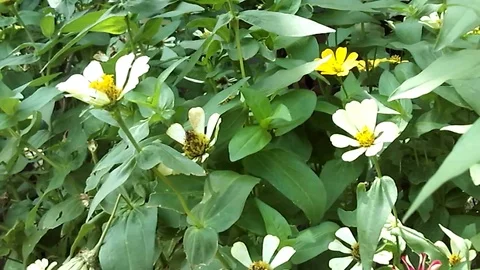 Some white daisy flower among lefas on the flower garden Video stock 124300517
