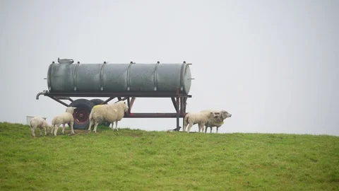 Some of the white sheeps on the hill in Netherlands Stock Footage 80627272