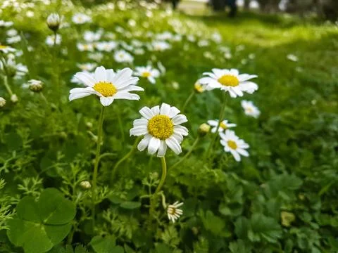 Some white spring daises on green grass Stock Photos