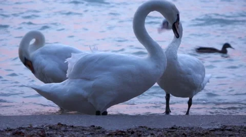 Some white swans are cleaning their feathers on a lake shore Vidéo 45877965