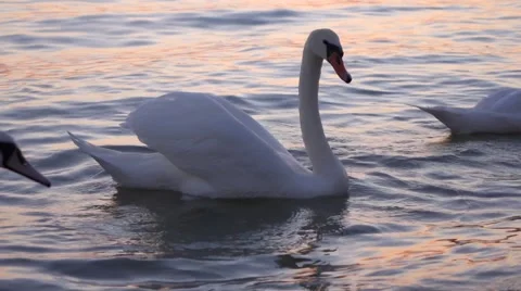 Some white swans are floating on the water of  balaton lake Vidéo 45877979