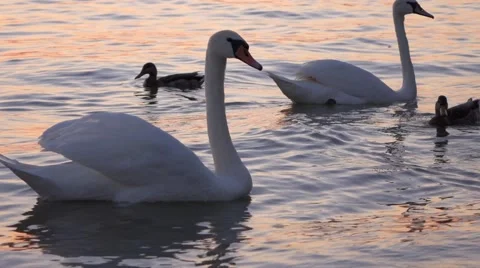 Some white swans are floating on the water of  balaton lake Video stock 45878022