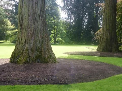 Some of the wide and thick tree trunks are dug up in a circle by people Stock Photos