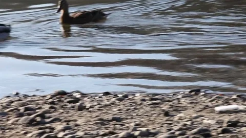 Some wild ducks, mallard ducks, are swimming into Ticino river, Italy Stock Footage 83777836