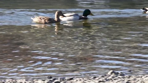 Some wild ducks, mallard ducks, are swimming into Ticino river, Italy Stock Footage 83780458