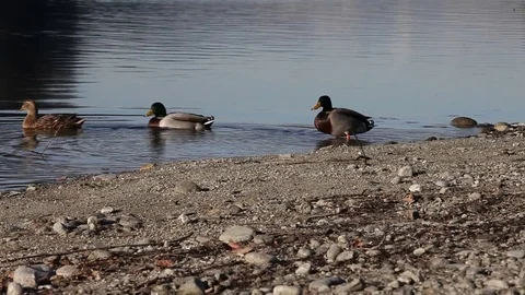 Some wild ducks, mallard ducks, are swimming into Ticino river, Italy Stock Footage 83781221