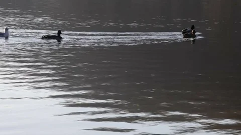 Some wild ducks, mallard ducks, are swimming into Ticino river, Italy Stock Footage 83781640