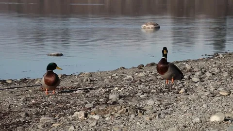 Some wild ducks, mallard ducks, are swimming into Ticino river, Italy Stock Footage 83781694